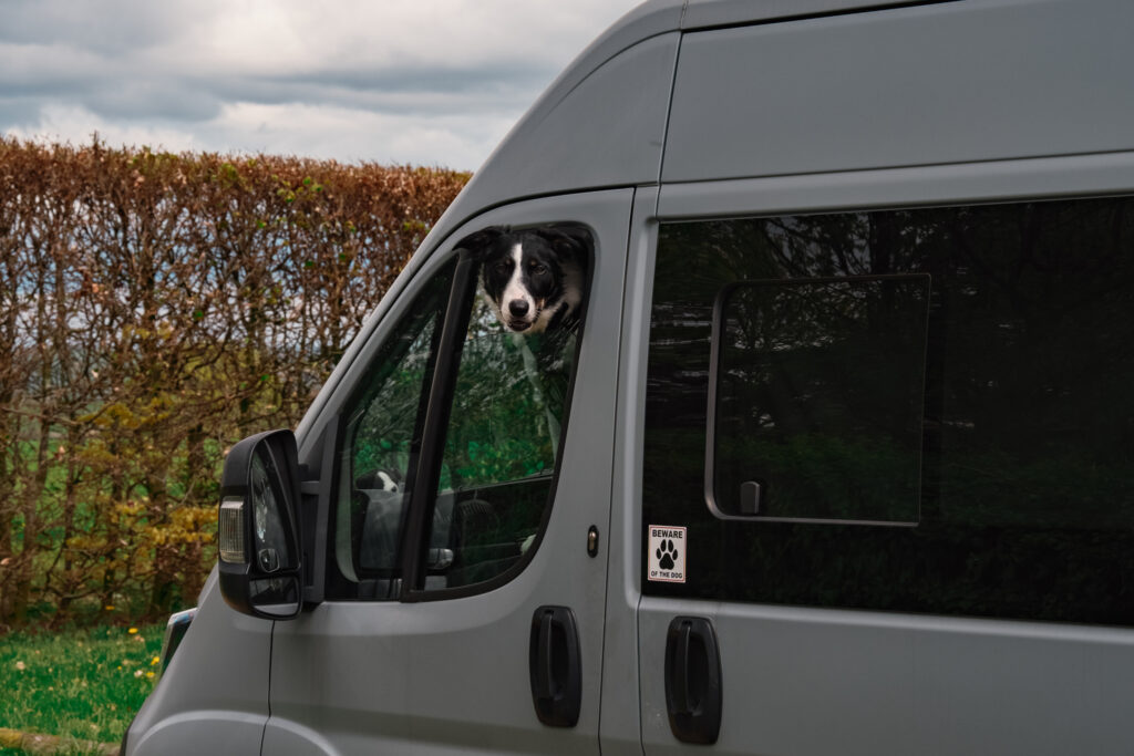 Milo in the van at Drumburn Viewpoint