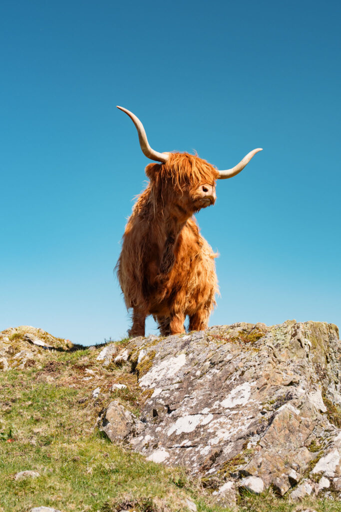 Kitchen Coos and Ewes